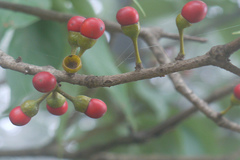 Actinodaphne angustifolia